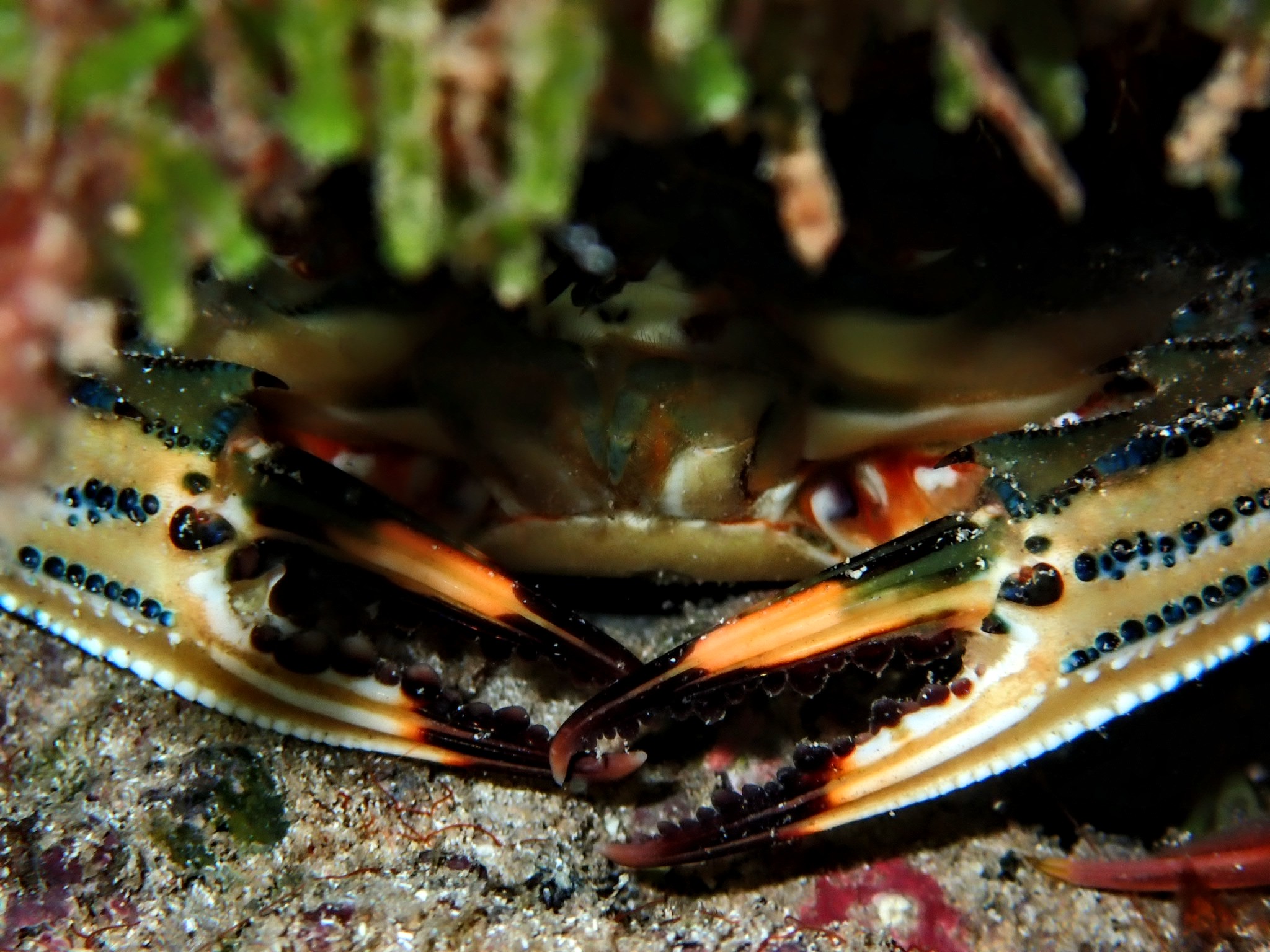 THE OCEAN: THE GREATEST SOURCE OF LIFE ON OUR PLANET