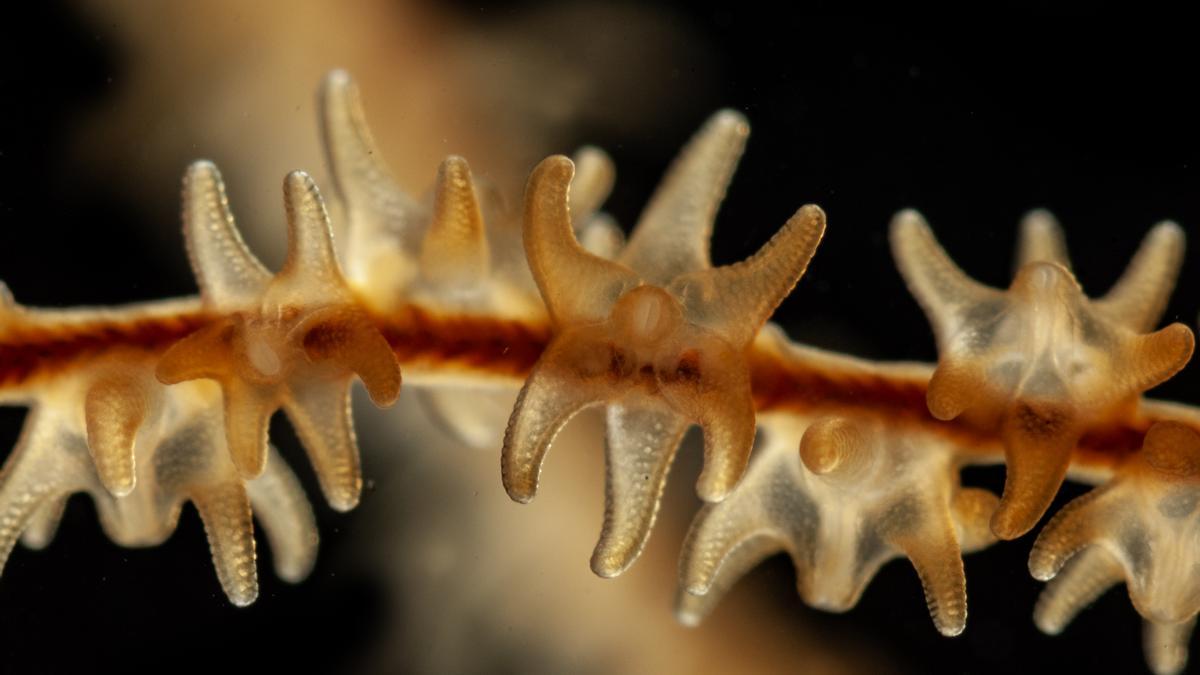 UNKNOWN CORAL REEF FOUND IN THE ATLANTIC