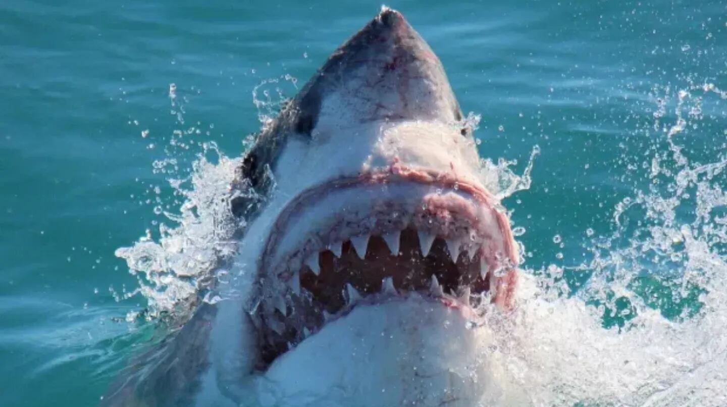 SHARKS IN BRAZIL TEST POSITIVE FOR COCAINE